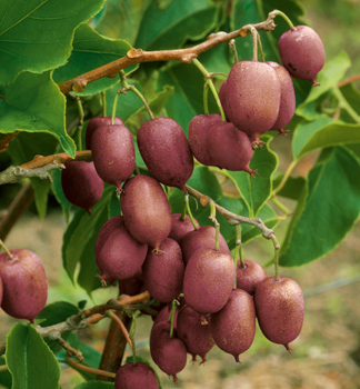 Minikiwi PURPURNA SADOWA 70-80 cm, kont. 2l