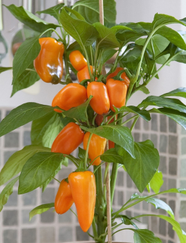 Paprika sladk� �SWEET PLEASURE ORANGE�, kont. 1 l