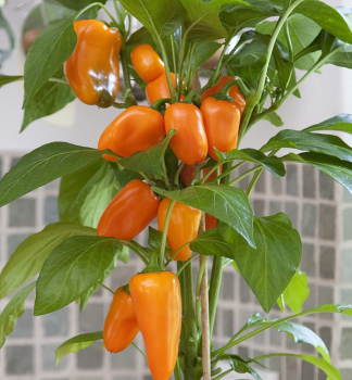 Paprika sladk� �SWEET PLEASURE ORANGE�, kont. 1 l