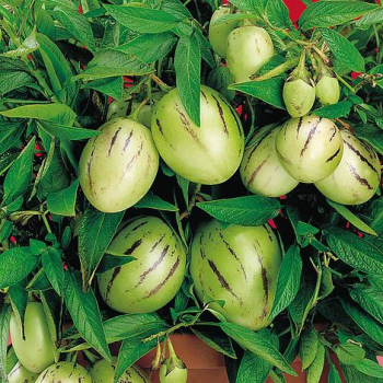 Meloun (Solanum muricatum) COPA, kont. 1 l
