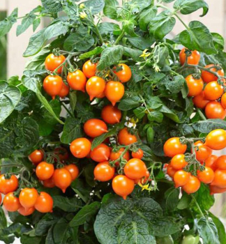 Raj�e balkonov� �TALITA ORANGE, kont. 1 l