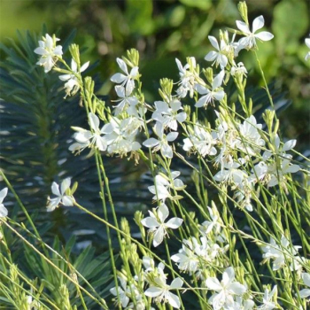 Gaura Lindheimeri SNOWBIRD kont. 1 l
