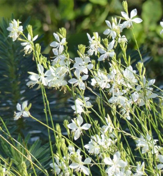 Gaura Lindheimeri SNOWBIRD kont. 0,5 l