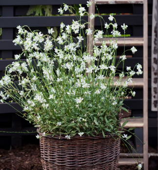 Gaura Lindheimeri SNOWBIRD kont. 0,5 l