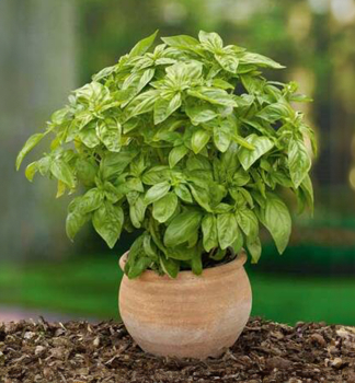 Bazalka prav� �BARISTO�, kont. 1 l