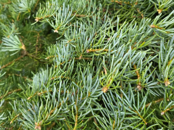 Obrzok (3)