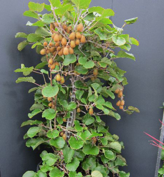 Kiwi velkoplodé ´JENNY´ 170-190 cm, 2 rostliny v kont. 12 l
