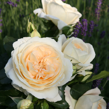 Růže mnohokvětá ´MARTIN LUTHER ROSE®´ ** Tantau, ADR, kont. 6 l