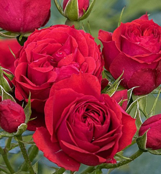 Růže mnohokvětá ´MANORA®´ * Tantau, kont. 6 l