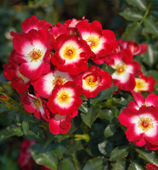Růže mnohokvětá ´LOKI®´ ** Tantau, kont 6 l