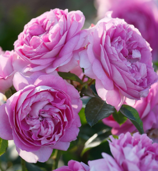 Růže mnohokvětá ´LILAC TOPAZ®´ * Tantau, kont. 6 l