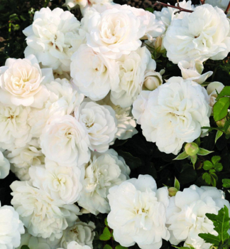 Minire WHITE BABYFLOR * Tantau, kont. 2 l