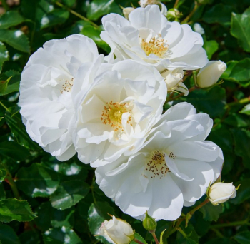 Růže půdopokryvná ´SCHNEEFLOCKE®´ ADR, 20-30 cm, 1,4 l
