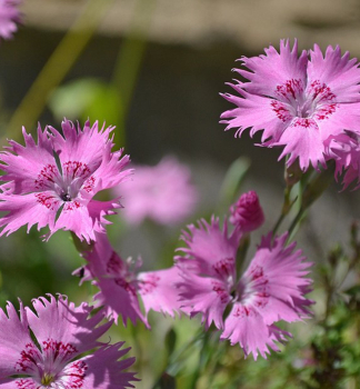 Hvozdk siv GRANDIFLORUS kont. 0,5 l