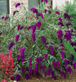 Komule Davidova NANHO PURPLE, kont. 3 l