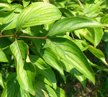 Drie jedl / Cornus mas, detail listu