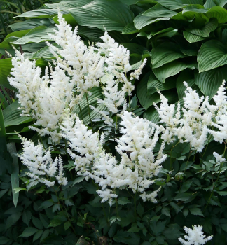 Obrzok (6)