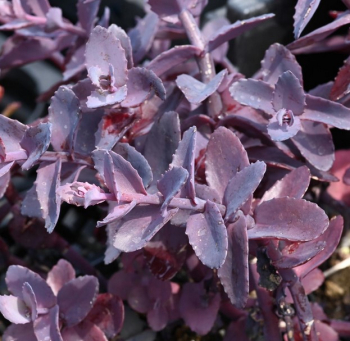 Obr�zok (3)
