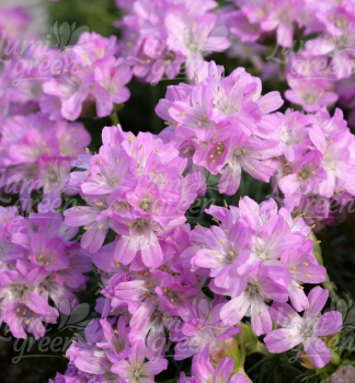 Obr�zok (5)
