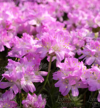 Obr�zok (9)