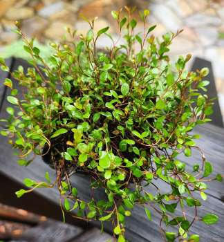 M�hlenbeckia �NANA� kont. 0,5 l