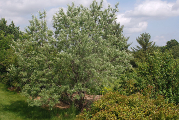 Obrzok (1)
