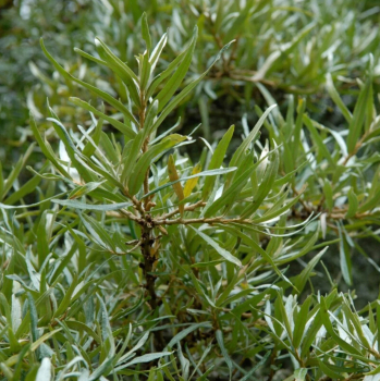 Obrzok (2)