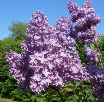 ek obecn ZNAMYA LENINA 100-110 cm, kont. 5 l