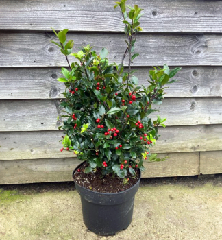 Cesmna ostrolist BLUE MAID 70-80 cm, kont. 4 l