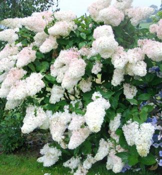 Hortenzie latnat GRANDIFLORA 10-15 cm, kont. 1,4 l