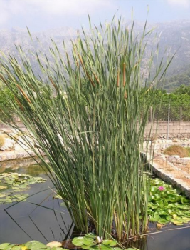 Obrzok (6)