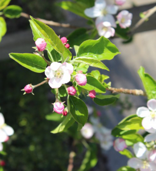 Jabloň ´GOLDEN DELICIUS´, detail kvetu