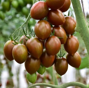 Raj�e cherry �CRISPINO PLUM F1�, kont. 0,5 l