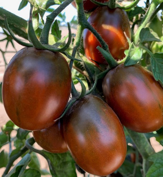 Raj�e cherry �CRISPINO PLUM F1�, kont. 0,5 l