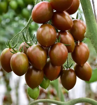 Raj�e cherry �CRISPINO PLUM F1�, kont. 0,5 l