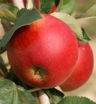 Jablo JAMES GRIEVE RED podn. A2, prostok.