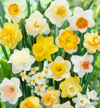 Narcis velkokvt LARGE FLOWERING MIXTURE 5 ks v balen