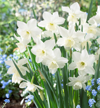 Narcis mnohokv�t� 'TRESAMBLE' 5 ks v balen�