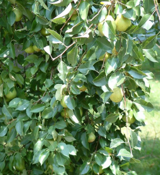 Pyrus communis CLAPPOVA