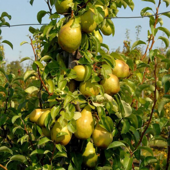 Obrzok (1)