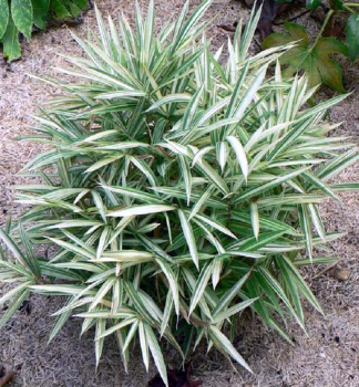 Obrzok (4)