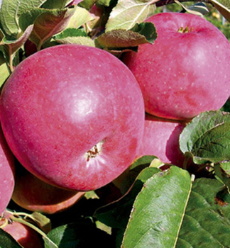 Jablo ADMIRAL podn. M26, prostok.