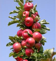 Malus domestica ADMIRAL