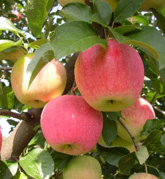 Jablo FLORINA podn. MM106, prostok.