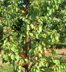 Prunus armeniaca ´AURORA´