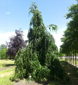 Buk lesn 'PENDULA' 280-310 cm, kont. 12 l