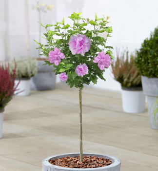 Ibiek syrsk ARDENS na kmnku 120 cm, kont. 10 l