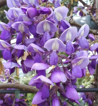 Obrzok (9)