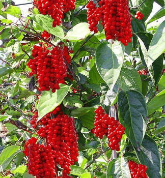 Klanopraka nsk (Schizandra nska) 40-50 cm, kont. 2 l, vyvzan