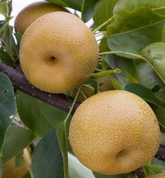 Asijska hru�e� �NASHI KUMOI�� podn. hr. plan�, 120-130 cm, kont. 10 l